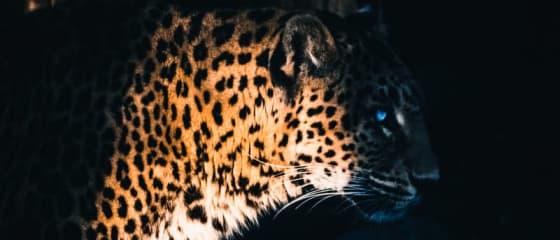 Yggdrasil Partners ReelPlay atbrīvo Jaguar SuperWays no Bad Dingo