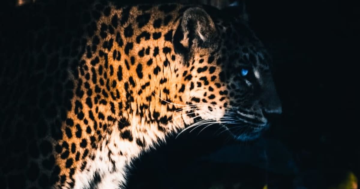 Yggdrasil Partners ReelPlay atbrÄ«vo Jaguar SuperWays no Bad Dingo
